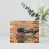 Carte Postale Wood Duck Swimming (Debout devant)