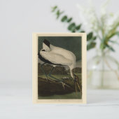 Carte Postale Wood Ibiss (Ibis, Stork) : Audubon Birds of Americ (Debout devant)
