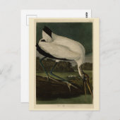 Carte Postale Wood Ibiss (Ibis, Stork) : Audubon Birds of Americ (Devant / Derrière)