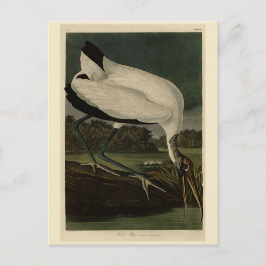 Carte Postale Wood Ibiss (Ibis, Stork) : Audubon Birds of Americ (Devant)