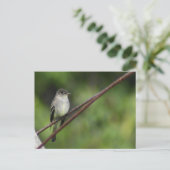 Carte postale Wood Peewee (Debout devant)