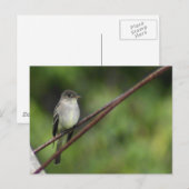 Carte postale Wood Peewee (Devant / Derrière)