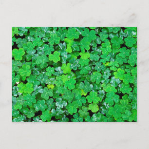 Carte Postale Wood Sorrel