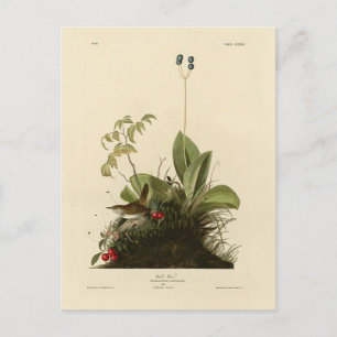 Carte Postale Wood Wren (House Wren), Audubon's Birds of America