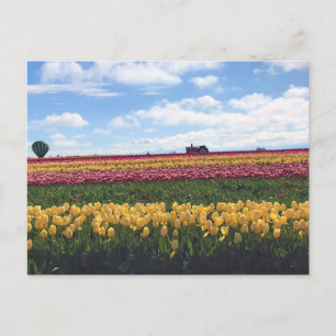 Carte Postale Wooden Shoe Tulip Farm, Woodburn, Oregon