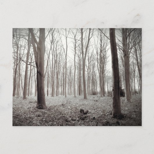 Carte postale Woodland Dream (Devant)