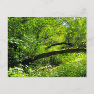 Carte postale Woodland Scene
