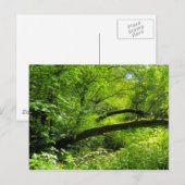 Carte postale Woodland Scene (Devant / Derrière)