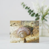 Carte postale Woodland Snail (Debout devant)