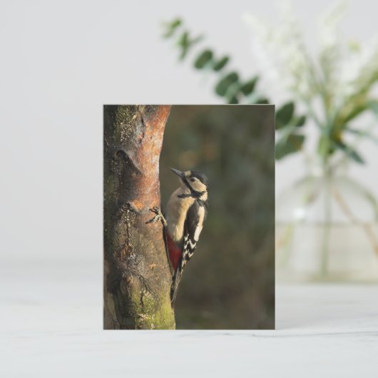 Carte postale Woodpecker (Debout devant)