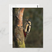 Carte postale Woodpecker (Devant / Derrière)