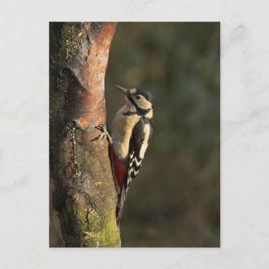 Carte postale Woodpecker (Devant)