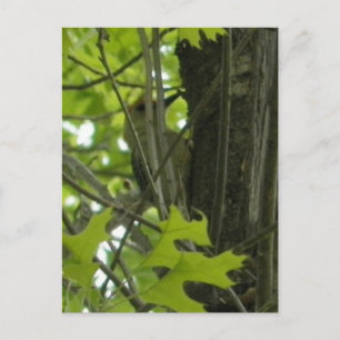 Carte postale Woodpecker