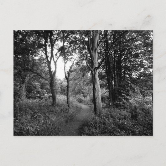 Carte Postale Woods Bute Park, Cardiff (Devant)