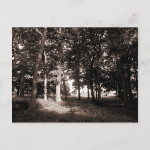 Carte Postale Woods Bute Park, Cardiff II