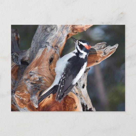 Carte Postale "Woody Woodpecker" dans le Parc National des Roche (Devant)