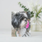 CARTE POSTALE WOOF ! (Debout devant)