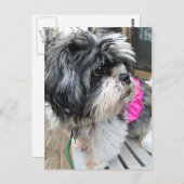 CARTE POSTALE WOOF ! (Devant / Derrière)