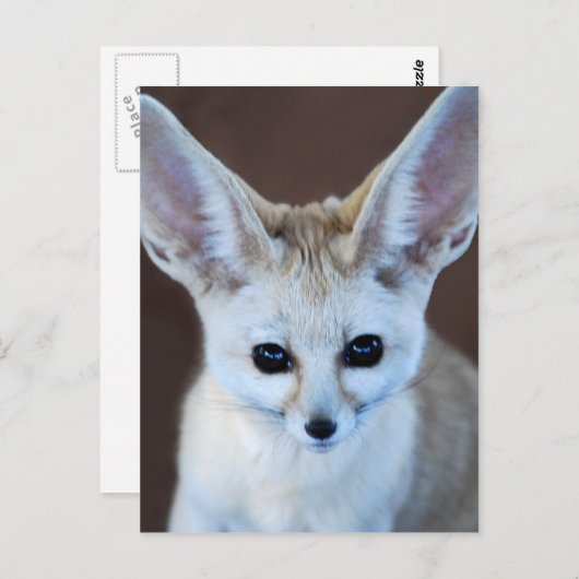 Carte Postale Worlest Cutest Fennec Fox (Devant / Derrière)