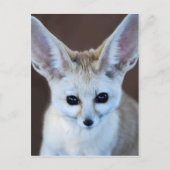 Carte Postale Worlest Cutest Fennec Fox (Devant)