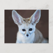 Carte Postale Worlest Cutest Fennec Fox (Devant)