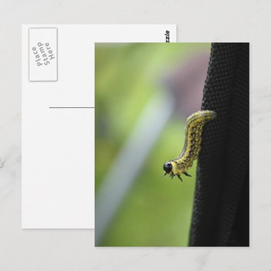 Carte Postale Worm de l'armée (Devant / Derrière)