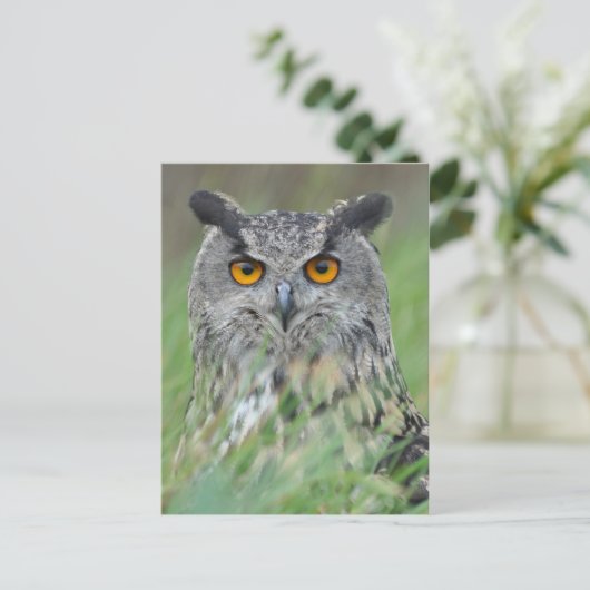 Carte Postale Wowl (Debout devant)