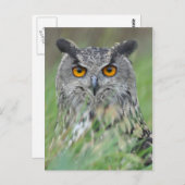 Carte Postale Wowl (Devant / Derrière)