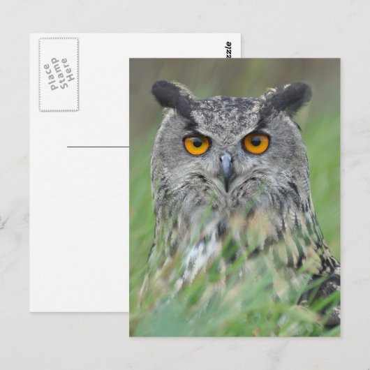 Carte Postale Wowl (Devant / Derrière)