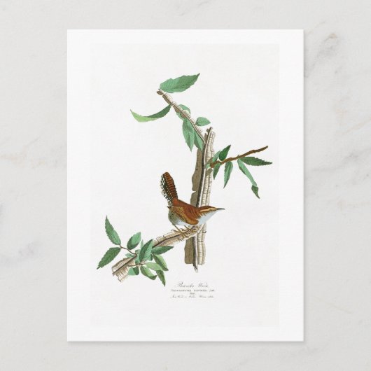 Carte Postale Wren de Bewick John James Audubon Birds of America (Devant)