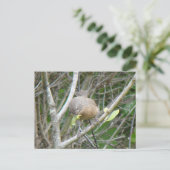 Carte postale Wrentit (Debout devant)
