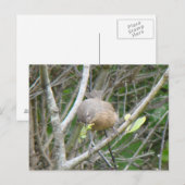 Carte postale Wrentit (Devant / Derrière)