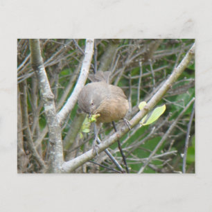 Carte postale Wrentit