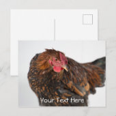 Carte Postale Wyandotte Chicken (Devant / Derrière)