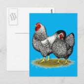 Carte Postale Wyandotte :  Paire d'argent (Devant / Derrière)