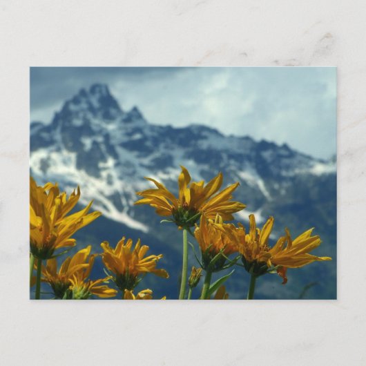 Carte Postale Wyoming (Devant)