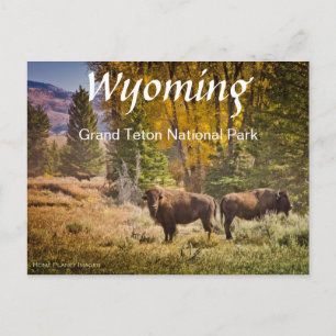Carte postale Wyoming Buffalo