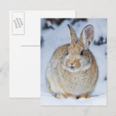 Carte Postale Wyoming, comté de Sublette, lapin de Nuttall (Devant / Derrière)