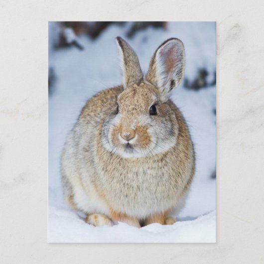 Carte Postale Wyoming, comté de Sublette, lapin de Nuttall (Devant)
