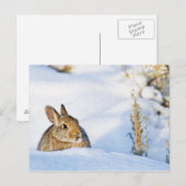 Carte Postale Wyoming, comté de Sublette, lapin de Nuttall (Devant / Derrière)