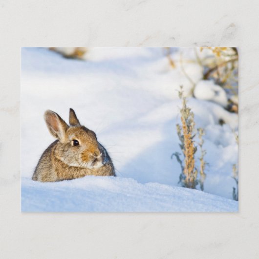 Carte Postale Wyoming, comté de Sublette, lapin de Nuttall (Devant)