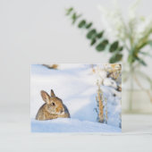 Carte Postale Wyoming, comté de Sublette, lapin de Nuttall (Debout devant)