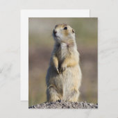 Carte Postale Wyoming, Comté de Sublette, Prairie à queue blanch (Devant / Derrière)