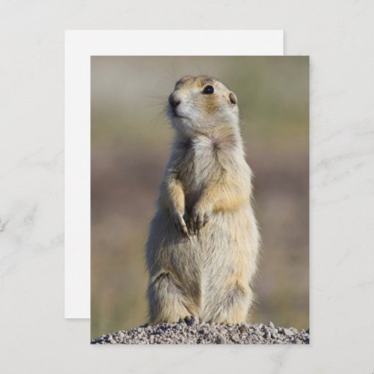 Carte Postale Wyoming, Comté de Sublette, Prairie à queue blanch (Devant / Derrière)