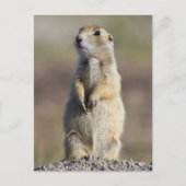 Carte Postale Wyoming, Comté de Sublette, Prairie à queue blanch (Devant)