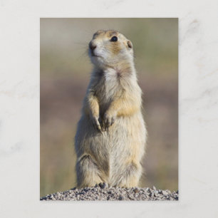 Carte Postale Wyoming, comté de Sublette, Prairie à queue blanch