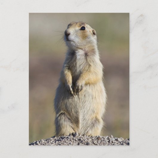 Carte Postale Wyoming, Comté de Sublette, Prairie à queue blanch (Devant)