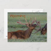 Carte postale wyoming elfe (Devant / Derrière)