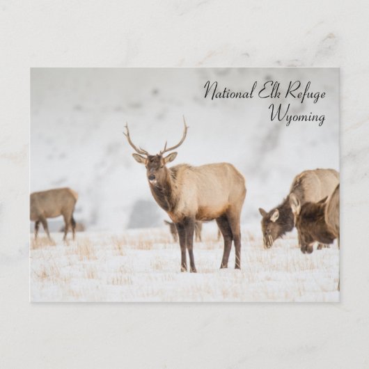Carte postale Wyoming National Elk Refuge (Devant)