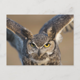 Carte Postale Wyoming, USA